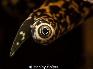 'Hypnotic Conch Eye'

Lobatus gallus in St Lucia 
Olym... by Henley Spiers 